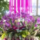 Blooming Beauty: Orchid Show Chicago Botanic Garden Guide | The Ultimate Gardening Guide: Grow a Thriving Garden Year-Round