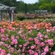 Explore Norfolk Botanical Garden Events: Dates &amp; Details | The Ultimate Gardening Guide: Grow a Thriving Garden Year-Round