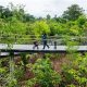 Explore: Botanic Garden Bridge Wonders + Designs | The Ultimate Gardening Guide: Grow a Thriving Garden Year-Round