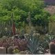 Plan Your Desert Botanical Garden Field Trip Today! | The Ultimate Gardening Guide: Grow a Thriving Garden Year-Round