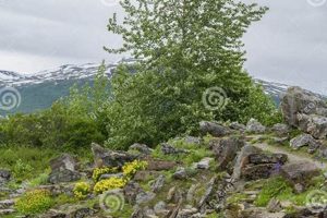 Explore the Arctic Alpine Botanic Garden: A Botanical Haven The Ultimate Gardening Guide: Grow a Thriving Garden Year-Round Explore the Arctic Alpine Botanic Garden: A Botanical Haven | The Ultimate Gardening Guide: Grow a Thriving Garden Year-Round