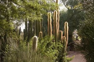 Explore: Glendale Xeriscape Botanical Garden Oasis | The Ultimate Gardening Guide: Grow a Thriving Garden Year-Round