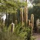 Explore: Glendale Xeriscape Botanical Garden Oasis | The Ultimate Gardening Guide: Grow a Thriving Garden Year-Round