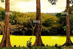 Explore Lancetilla Botanical Garden: A Tropical Paradise | The Ultimate Gardening Guide: Grow a Thriving Garden Year-Round