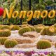 Explore Nong Nooch Botanical Garden: A Thai Paradise | The Ultimate Gardening Guide: Grow a Thriving Garden Year-Round