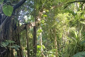 Visit Phantasea Tropical Botanical Garden St Thomas: A Paradise! The Ultimate Gardening Guide: Grow a Thriving Garden Year-Round Visit Phantasea Tropical Botanical Garden St Thomas: A Paradise! | The Ultimate Gardening Guide: Grow a Thriving Garden Year-Round