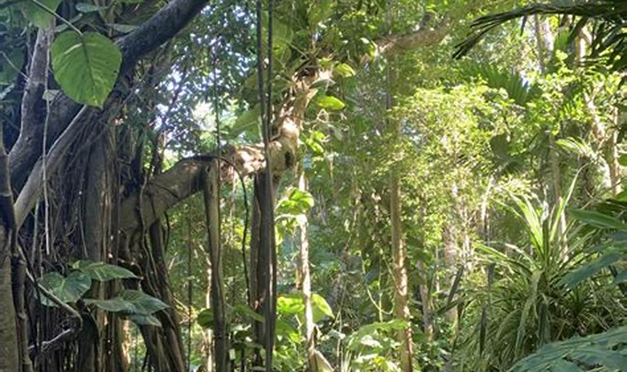 Visit Phantasea Tropical Botanical Garden St Thomas: A Paradise! | The Ultimate Gardening Guide: Grow a Thriving Garden Year-Round