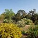 Explore Forrest Deaner Native Plant Botanic Garden Today | The Ultimate Gardening Guide: Grow a Thriving Garden Year-Round