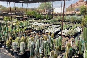 Discover Desert Botanical Garden Spring Plant Sale 2024! | The Ultimate Gardening Guide: Grow a Thriving Garden Year-Round