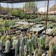 Discover Desert Botanical Garden Spring Plant Sale 2024! | The Ultimate Gardening Guide: Grow a Thriving Garden Year-Round