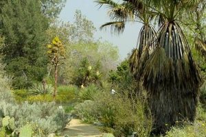 Explore Rancho Santa Ana Botanic Garden - Claremont's Native Gem | The Ultimate Gardening Guide: Grow a Thriving Garden Year-Round
