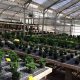 Your Liberty Park Greenhouse & Garden Center: Plants & More! | The Ultimate Gardening Guide: Grow a Thriving Garden Year-Round