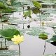 Discover the Enchanting Lotus Garden Park Oasis Today! | The Ultimate Gardening Guide: Grow a Thriving Garden Year-Round