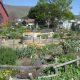 Your Guide to Emerson Park Community Garden Oasis | The Ultimate Gardening Guide: Grow a Thriving Garden Year-Round