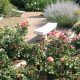 Visit Bon Air Rose Garden: Arlington's Floral Gem | The Ultimate Gardening Guide: Grow a Thriving Garden Year-Round