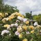 Discover: Rose Garden Hyde Park's Floral Beauty Today! | The Ultimate Gardening Guide: Grow a Thriving Garden Year-Round
