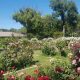 Visit McKinley Park Rose Garden Sacramento: A Floral Gem | The Ultimate Gardening Guide: Grow a Thriving Garden Year-Round