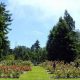 Visit the Beautiful Rose Garden in Golden Gate Park Today! | The Ultimate Gardening Guide: Grow a Thriving Garden Year-Round