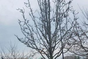 Visit Garden Park Cherry Hill NJ: A Local Gem The Ultimate Gardening Guide: Grow a Thriving Garden Year-Round Visit Garden Park Cherry Hill NJ: A Local Gem | The Ultimate Gardening Guide: Grow a Thriving Garden Year-Round