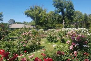 Visit McKinley Park Rose Garden: A Sacramento Gem! | The Ultimate Gardening Guide: Grow a Thriving Garden Year-Round