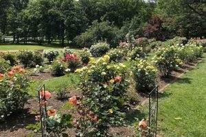 Visit Brookdale Park Rose Garden: A Floral Escape The Ultimate Gardening Guide: Grow a Thriving Garden Year-Round Visit Brookdale Park Rose Garden: A Floral Escape | The Ultimate Gardening Guide: Grow a Thriving Garden Year-Round