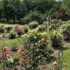 Visit Brookdale Park Rose Garden: A Floral Escape | The Ultimate Gardening Guide: Grow a Thriving Garden Year-Round