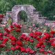 Visit Ritter Park Rose Garden: A Floral Paradise | The Ultimate Gardening Guide: Grow a Thriving Garden Year-Round