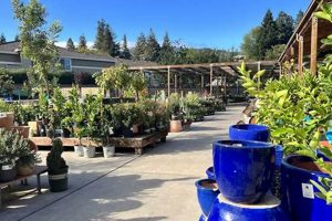 Your Local Sloat Garden Center Danville CA Guide The Ultimate Gardening Guide: Grow a Thriving Garden Year-Round Your Local Sloat Garden Center Danville CA Guide | The Ultimate Gardening Guide: Grow a Thriving Garden Year-Round