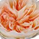 Grow Vibrant Peach Garden Roses: A Complete Guide | The Ultimate Gardening Guide: Grow a Thriving Garden Year-Round