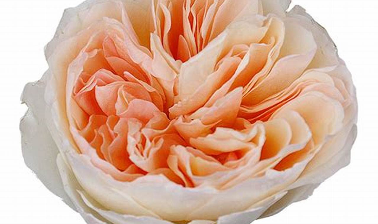 Grow Vibrant Peach Garden Roses: A Complete Guide