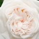The Exquisite Garden Rose White O'Hara: Care & Uses | The Ultimate Gardening Guide: Grow a Thriving Garden Year-Round