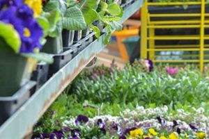 Your Ace Garden Center Oakland, CA - Plants & More! | The Ultimate Gardening Guide: Grow a Thriving Garden Year-Round
