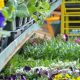 Your Ace Garden Center Oakland, CA - Plants & More! | The Ultimate Gardening Guide: Grow a Thriving Garden Year-Round
