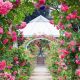 Pink Rose Garden Bliss: Design, Care & Beauty | The Ultimate Gardening Guide: Grow a Thriving Garden Year-Round
