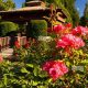 Visit Point Defiance Rose Garden - Beauty in Tacoma! | The Ultimate Gardening Guide: Grow a Thriving Garden Year-Round