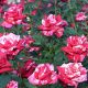 Beyond Beauty: Avant Garde Rose Designs & Cultivation | The Ultimate Gardening Guide: Grow a Thriving Garden Year-Round