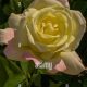 Grow Breathtaking Garden Party Roses: Care & Tips | The Ultimate Gardening Guide: Grow a Thriving Garden Year-Round