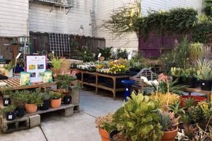 Your Urban Oasis: Sloat Garden Center San Francisco, CA Guide | The Ultimate Gardening Guide: Grow a Thriving Garden Year-Round