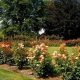 Visit the Best Rose Garden in Eugene, Oregon! | The Ultimate Gardening Guide: Grow a Thriving Garden Year-Round