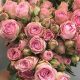 Best Garden Spray Roses: Grow & Care Tips + Varieties | The Ultimate Gardening Guide: Grow a Thriving Garden Year-Round