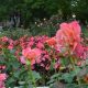 Visit The Exquisite Rudolf W. van der Goot Rose Garden Guide | The Ultimate Gardening Guide: Grow a Thriving Garden Year-Round