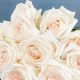 Grow Gorgeous: White O'Hara Garden Rose Secrets + Care | The Ultimate Gardening Guide: Grow a Thriving Garden Year-Round