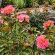 Cherished Remember Me Rose Garden: A Floral Tribute | The Ultimate Gardening Guide: Grow a Thriving Garden Year-Round