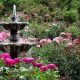 Designing Your Dream Rose Garden with Fountain Oasis | The Ultimate Gardening Guide: Grow a Thriving Garden Year-Round