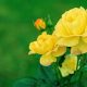 Grow Gorgeous Garden Yellow Roses: Care & Types | The Ultimate Gardening Guide: Grow a Thriving Garden Year-Round