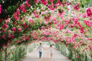 Visit Rose Garden Point Defiance: A Floral Paradise! | The Ultimate Gardening Guide: Grow a Thriving Garden Year-Round