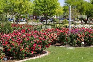 Visit The Rose Garden at MCC: A Mesa Gem! The Ultimate Gardening Guide: Grow a Thriving Garden Year-Round Visit The Rose Garden at MCC: A Mesa Gem! | The Ultimate Gardening Guide: Grow a Thriving Garden Year-Round