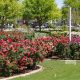 Explore McLennan's MCC Rose Garden Oasis Today! | The Ultimate Gardening Guide: Grow a Thriving Garden Year-Round