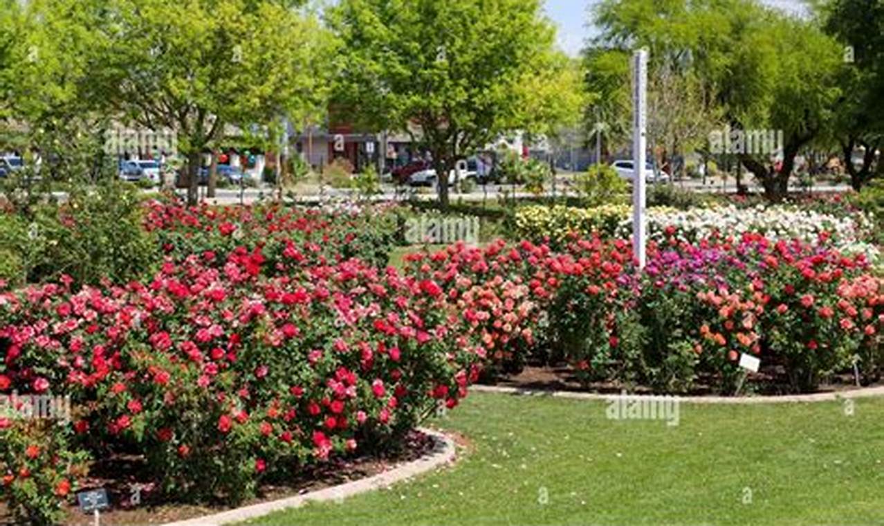 Explore McLennan's MCC Rose Garden Oasis Today! | The Ultimate Gardening Guide: Grow a Thriving Garden Year-Round