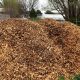 Rose Care: Can I Use Wood Chips in My Rose Garden? Tips | The Ultimate Gardening Guide: Grow a Thriving Garden Year-Round